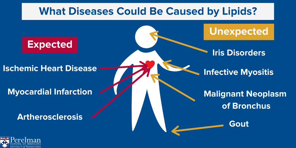 lipids-model-how-to-explore-for-unexpected-diseases-penn-today